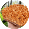Kordyceps