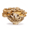 Maitake