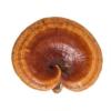 Reishi