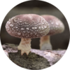 Shiitake